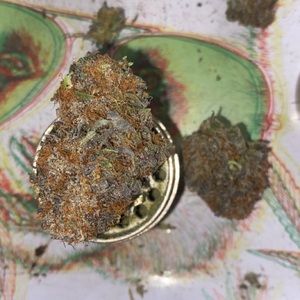 Meet your Posher, Brady